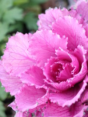 Close up of pink decorative cabbage in garden as floriculture collection