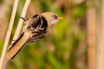 Bearded reedling - Panurus biarmicus, perched on reed with green background. Photo from Danube Delta in Romania. Copy space on right,