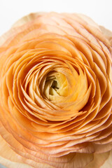 Close up of a Single Yellow Ranunculus Flower in Studio on White Vertical