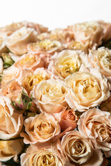 Bouquet of Light Yellow Pink Garden Roses Silo on White Studio Background