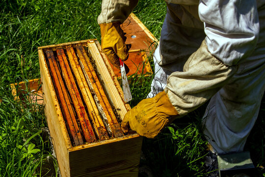 Des abeilles sur le cadre d'une ruche...