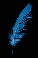 blue goose feather on black background