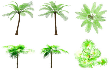 Fototapeta na wymiar Pack of PNG vegetation. +6K. Tropical plants. Made from 3D model for compositing