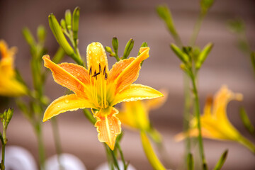 Fototapeta premium yellow lily flower