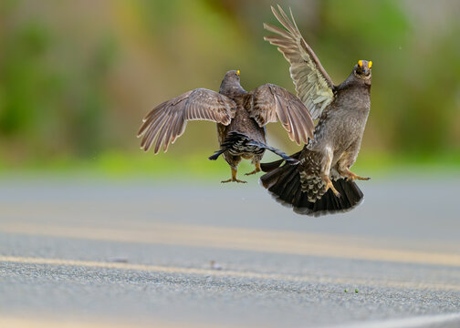 Aggressive birds fight.Wild sooty grouses fighting for dominance at Mt.Rainier National Park