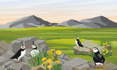 A flock of Atlantic puffins in a valley by the ocean. Scandinavian bird Fratercula arctica or common puffin. Realistic vector landscape