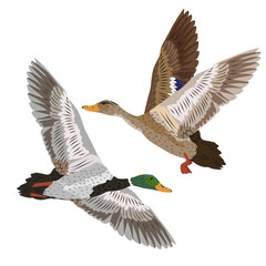 Drake and mallard duck are flying. wild water birds. realistic vector animal
