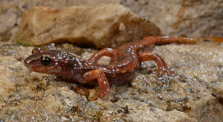 Italian cave salamander // Italienischer Höhlensalamander (Speleomantes italicus)