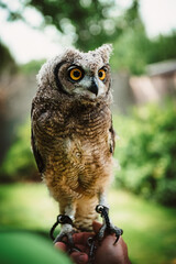 portrait of the African owl, Spotted Eagle-Owl - Bubo africanus also called African spotted eagle-owl, and African eagle-owl, is a medium-sized species of owl