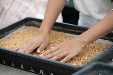 hands of a person working on a farm