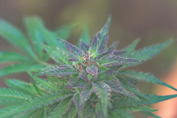 Hemp & Cannabis Plants 