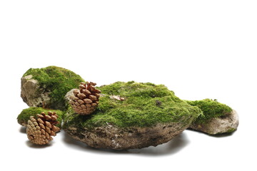 Green moss with pine cone isolated on white 