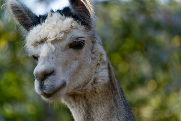 Obraz premium Macro close up of an alpaca