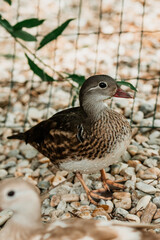 Portrait of single male, colorful mandarin duck. Detail of bird with dots in front of body, at the farm, on the stones