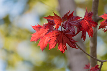 Brilliant Red Maple Leaves On A Tree Branch In Spring