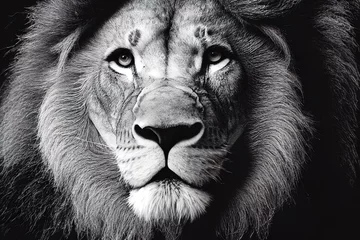 Gordijnen lion head portrait - animal photography © Vicerio
