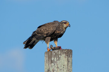 Snail Kite eating a turtle