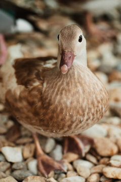 aix, animal, animals, background, beautiful, beauty, bird, birdwatching, bright, brown, burds, color, colorful, cute, detail, duck, ducks, farm, fauna, feather, female, fowl, gold, green, light, love,