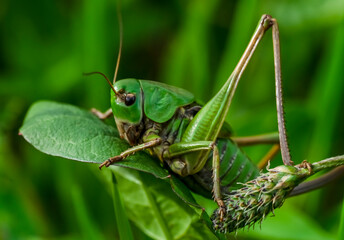 locust in the grass, close-up