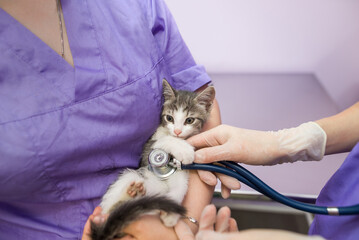 Veterinary examination of cat with stethoscope in clinic