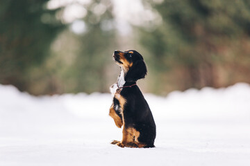 English cocker spaniel puppy portrait at the snow forest