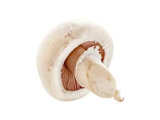 png. mushrooms on a white background. Champignon. picking mushrooms.