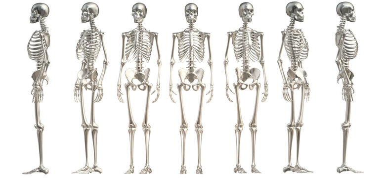 3d rendered illustration of skeleton