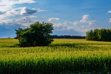 Corn field with a tree in bright light