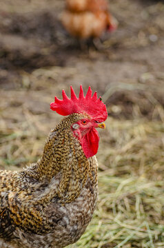 Beautiful ruffled rooster close-up