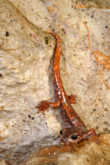 Italian cave salamander // Italienischer Höhlensalamander (Speleomantes italicus)