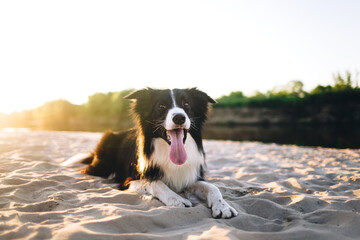 black and white border collie on the beach