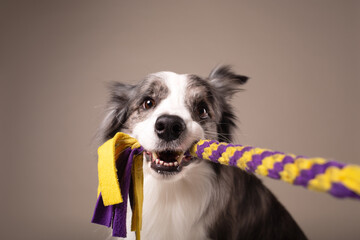 studio portrait of a dog border collie tugging a toy on a beige background