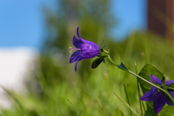 Tender wild bluebell close-up in an urban environment against a blurred background of greenery and...