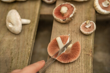 mushroom processing. mushrooms on a wooden background. cut mushrooms. Champignon mushrooms.