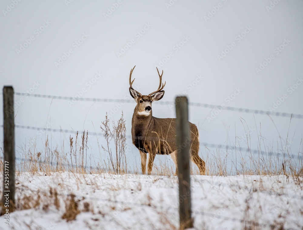 Poster View through a fence to the buck standing on a snowy field.