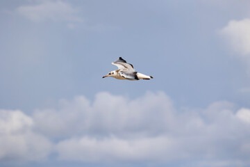Biały Ptak mewa leci nad morzem na tle nieba. - obrazy, fototapety, plakaty