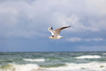 Biały Ptak mewa leci nad morzem na tle nieba. - obrazy, fototapety, plakaty