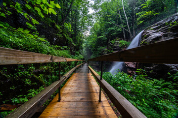 Obraz premium bridge in the forest