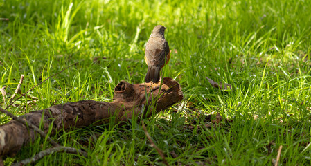 Photograph of a Rufous-bellied thrush found in Porto Alegre, Rio Grande do Sul, Brazil.