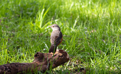 Photograph of a Rufous-bellied thrush found in Porto Alegre, Rio Grande do Sul, Brazil.