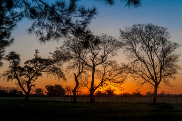 Silhouettes of trees are drawn with the sunset in the field.