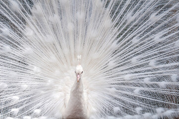 Obraz premium peacock feather background