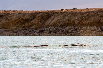 Narwhal tusk in pod, Crokers Bay, Nunavut, Canada © karenfoleyphoto