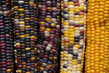 Background, detail shot and texture of colorful corn cobs lying side by side. The individual grains are clearly visible. The colors get lighter from one side to the other.