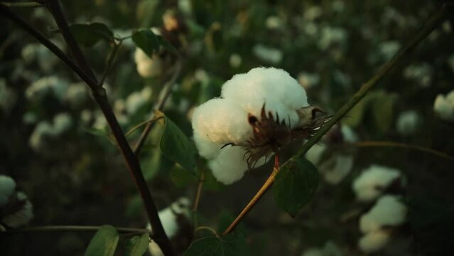 Close up of a white cotton crop, cotton field