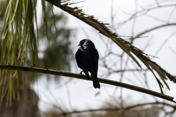 Photograph of a beautiful Chopi blackbird, found in Porto Alegre in Rio Grande do Sul, Brazil.