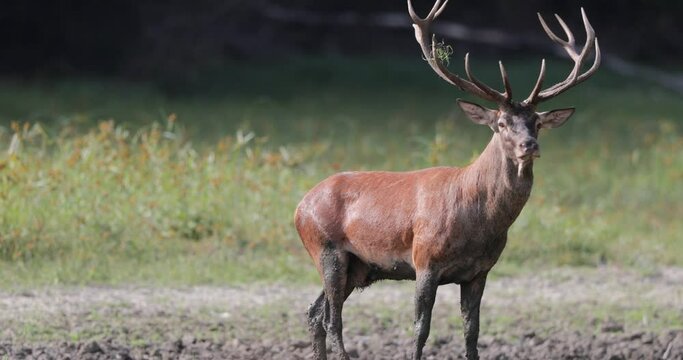 Red deer (cervus elaphus) male wild animal with big antlers standing in forest in mating season. Wildlife in natural habitat