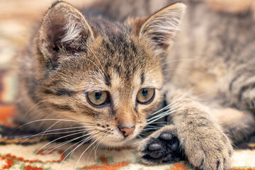 A young cat is lying on a rug in the room