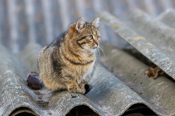 A brown tabby cat sits on the roof of a building