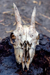 Goat skull with horns on a dark background